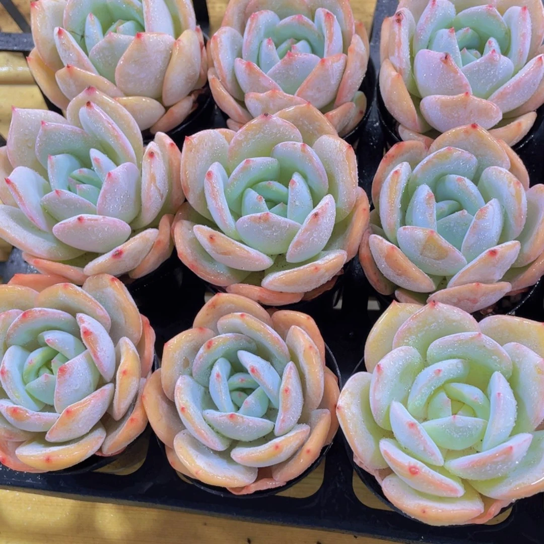 869号 宽叶凤橙单头一个