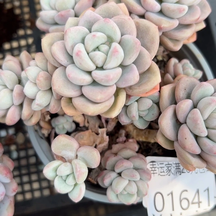 幸运的是我还没遇到过