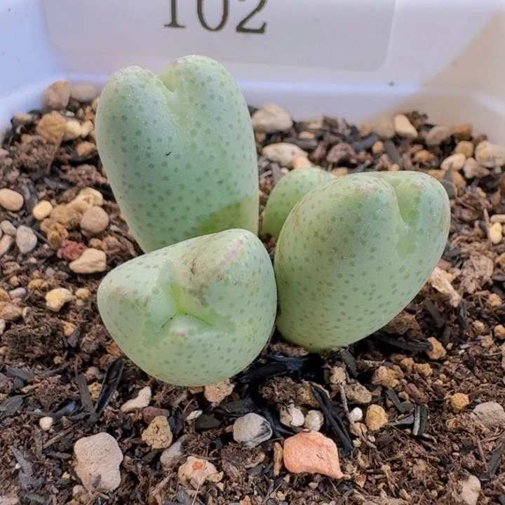 102。