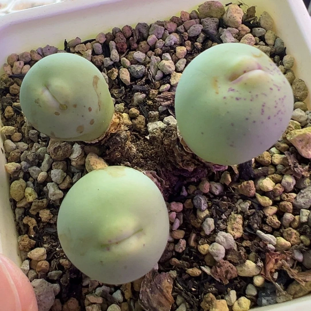厚唇大型嘟嘟嘴 肉锥植物