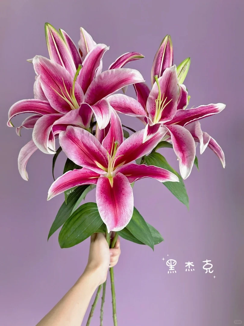 【花言罐舍】黑杰克香水百合 一单包邮 云南鲜花昆明基地现采现发