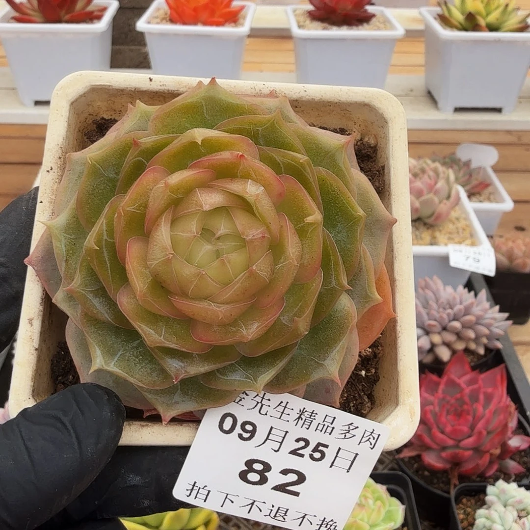 0925-82琉璃盏单头