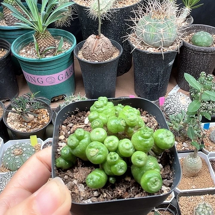 无花朵小红点群一颗一颗的