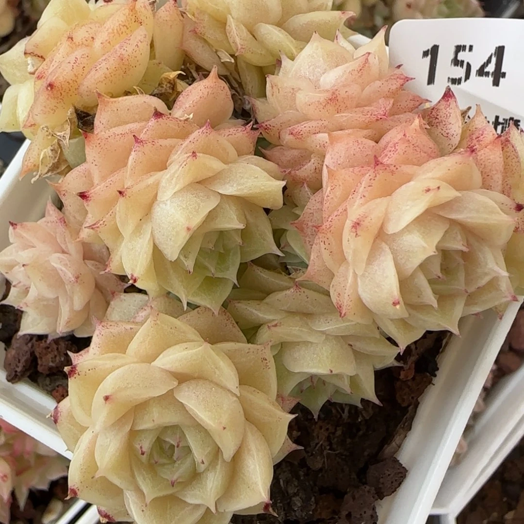 花语逸境0217-154散