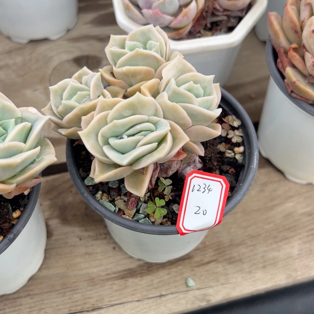 可爱玫瑰多肉植物