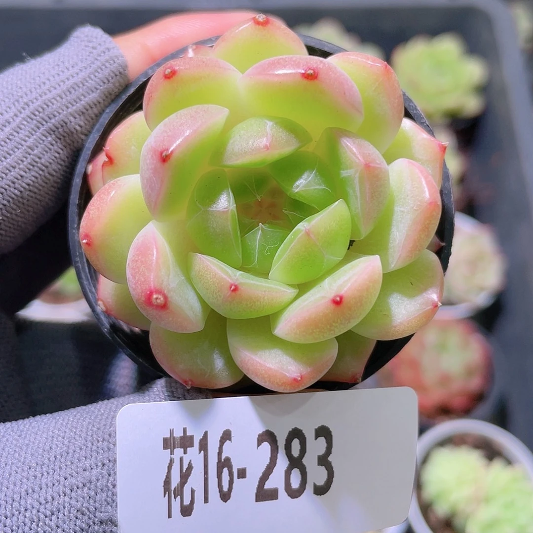 花利美16-283新品