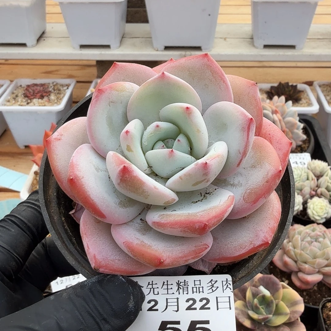 1222-55白拉糖杂单头