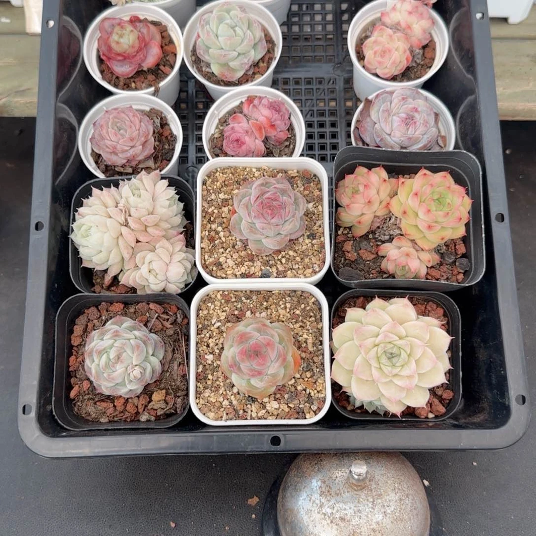 框拍框拍0213-103