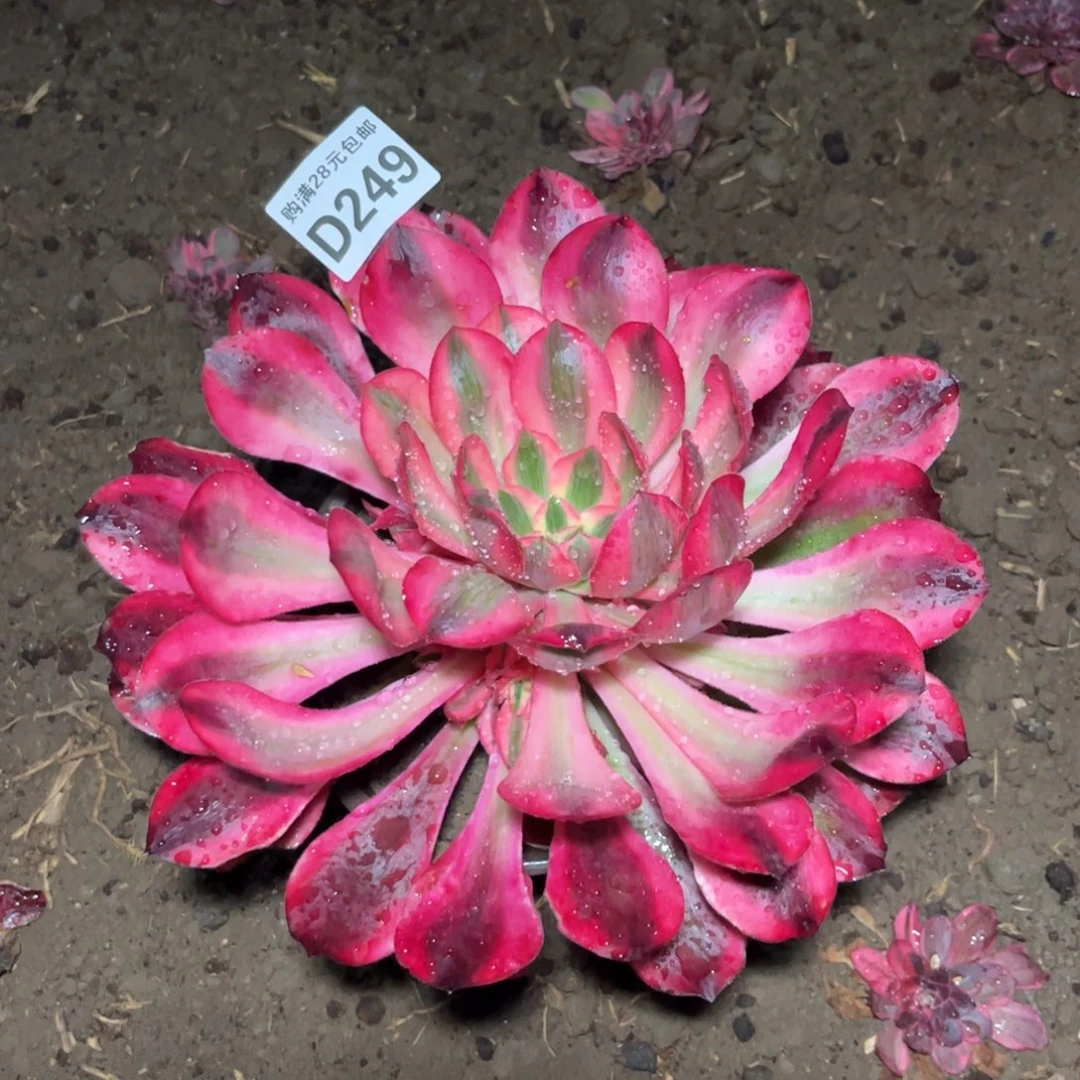 249多肉植物爱丽丝