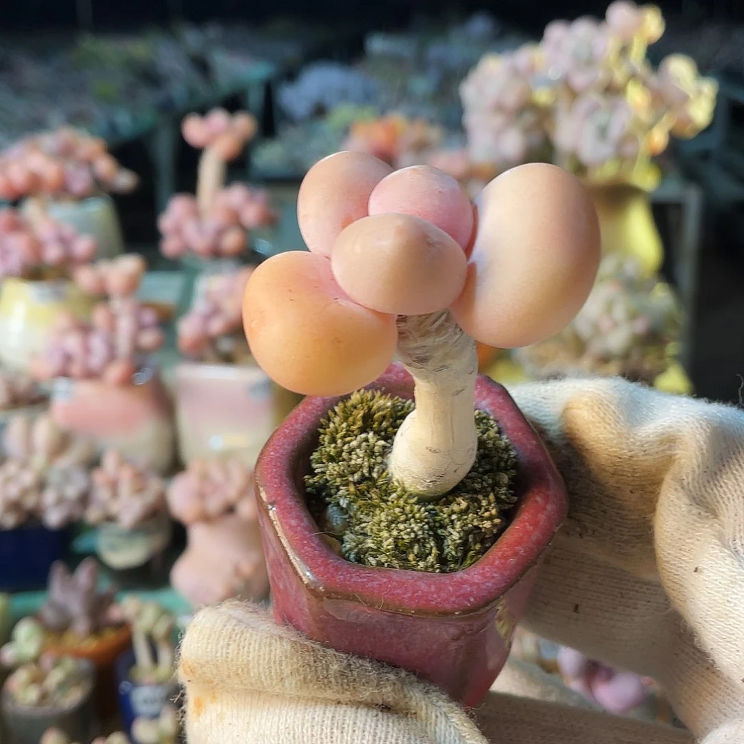 烟****源多肉植物的生长发育与生长