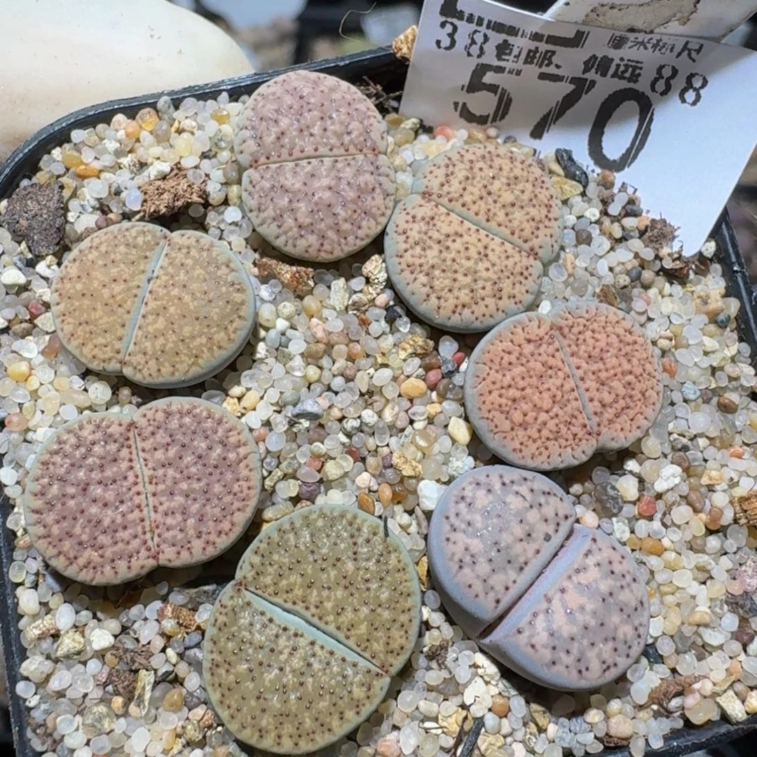 zzzzz精品生石花570