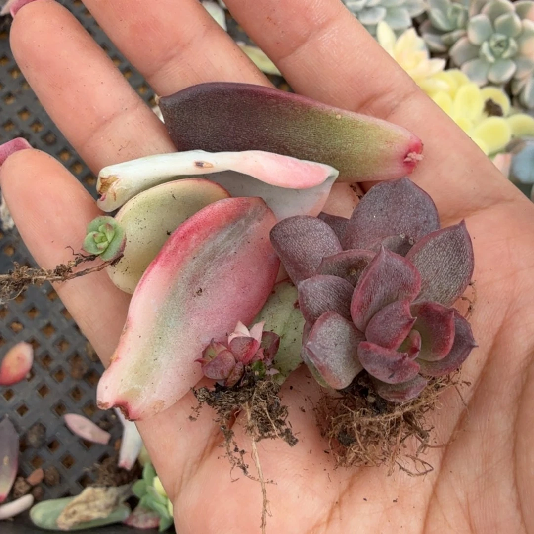 一组的推进火焰山锦