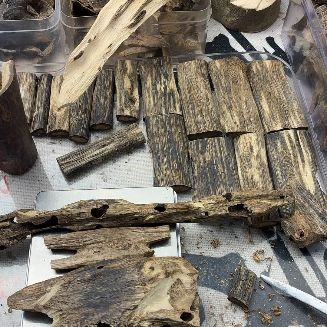 65克熏香虫漏开播福利