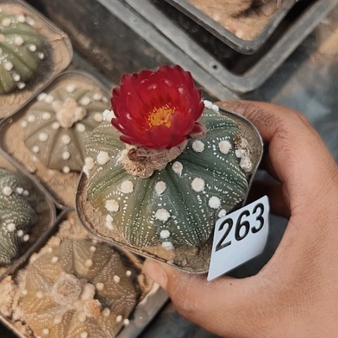 赤花兜实生超值福利263