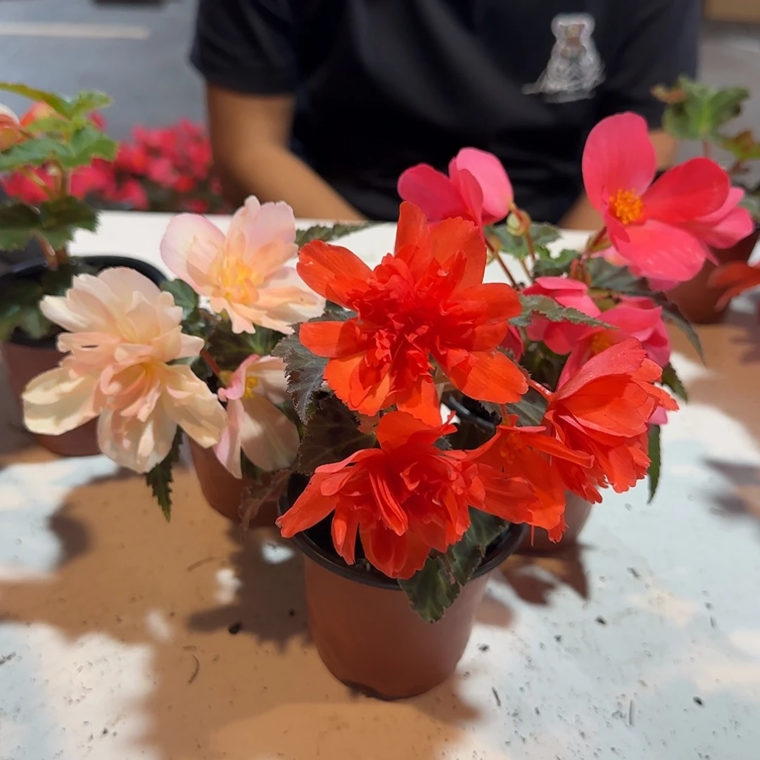 90杯浆果➕珊瑚➕初吻掉花折叶正常介意勿拍，不拍保温冻死不售后