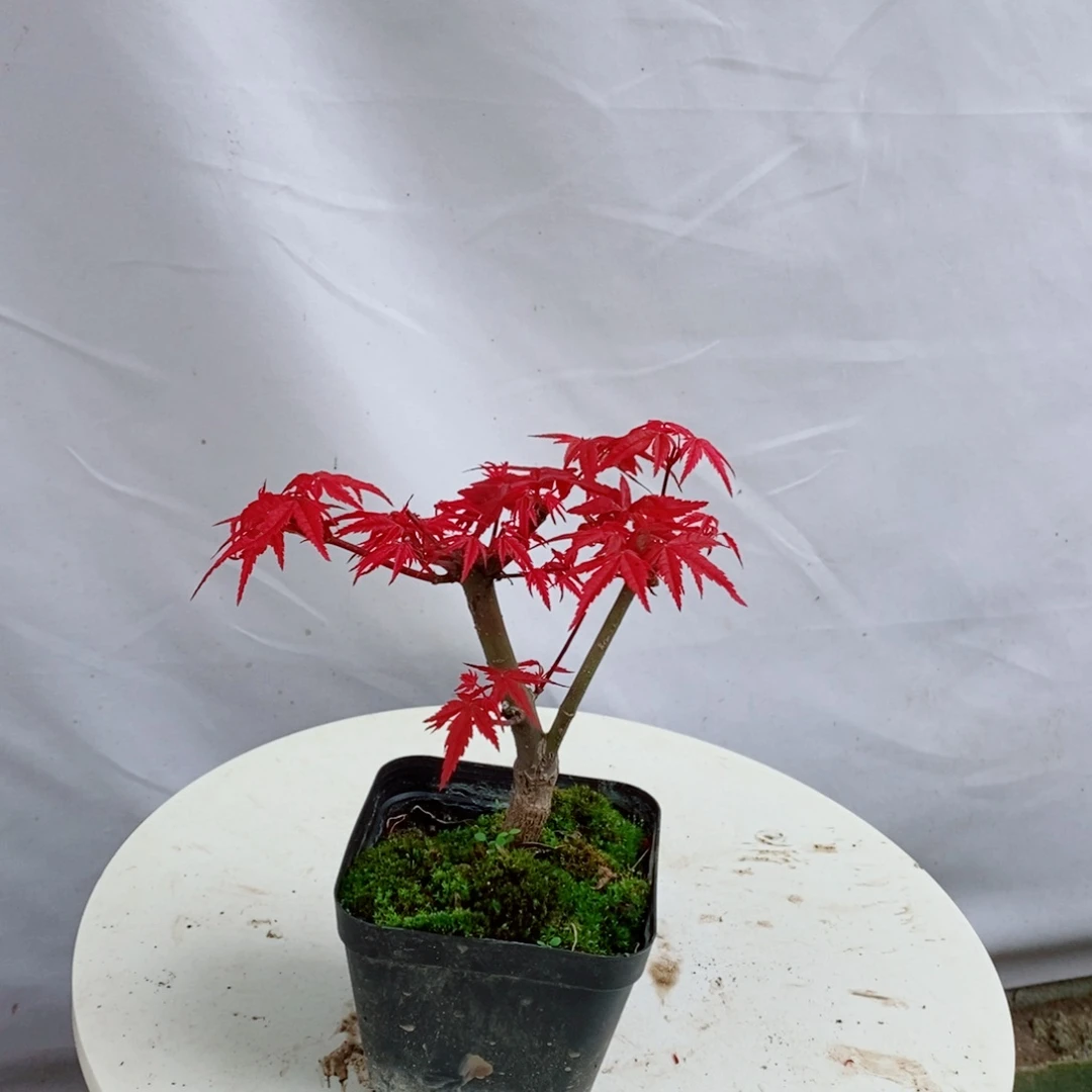 知***秋无花朵小的星星25