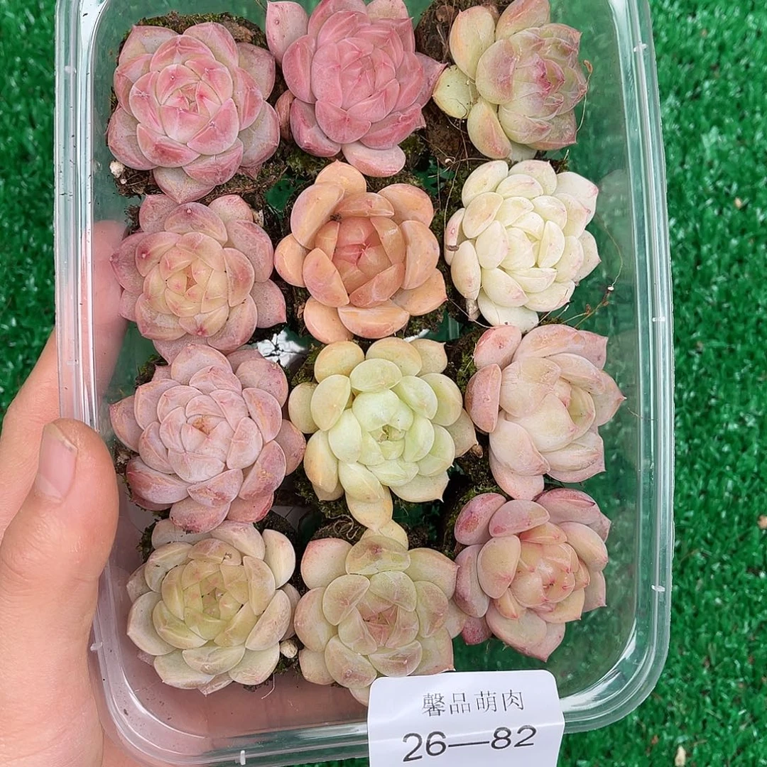 多肉一物一拍26-82