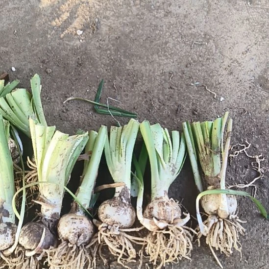 蓝****完全开放俩神混颠倒5-6带侧