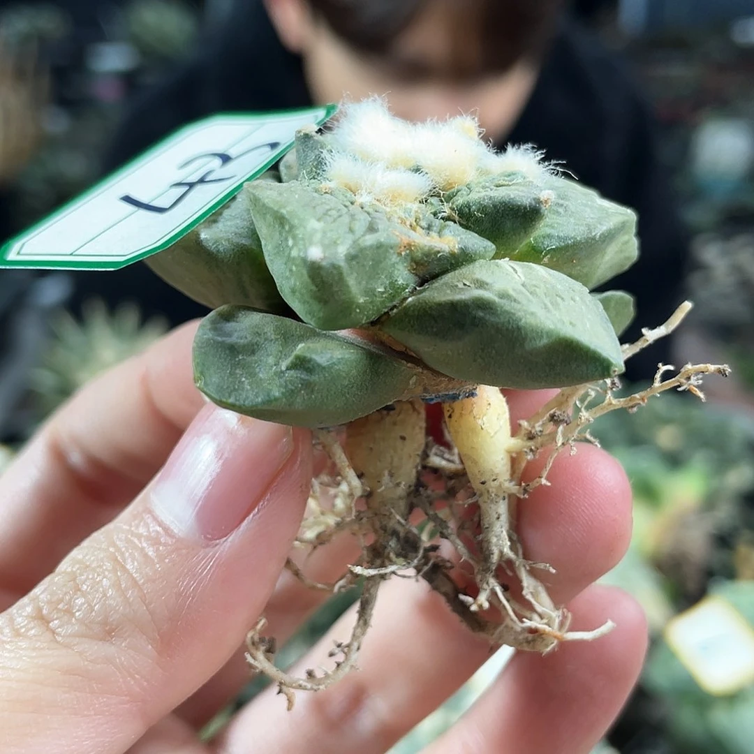 43号自根战损连手牡丹