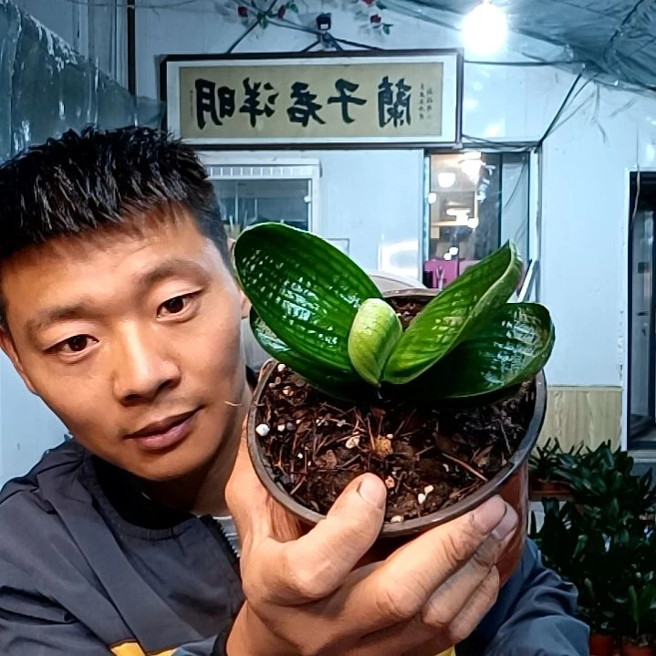 @半杯清茶79元明洋麻短