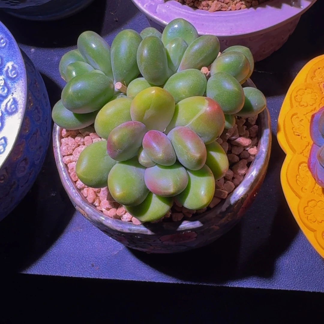 芒果奶 4头 一物一拍