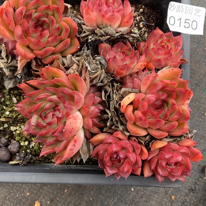 0150杂交老桩基地～17厘米