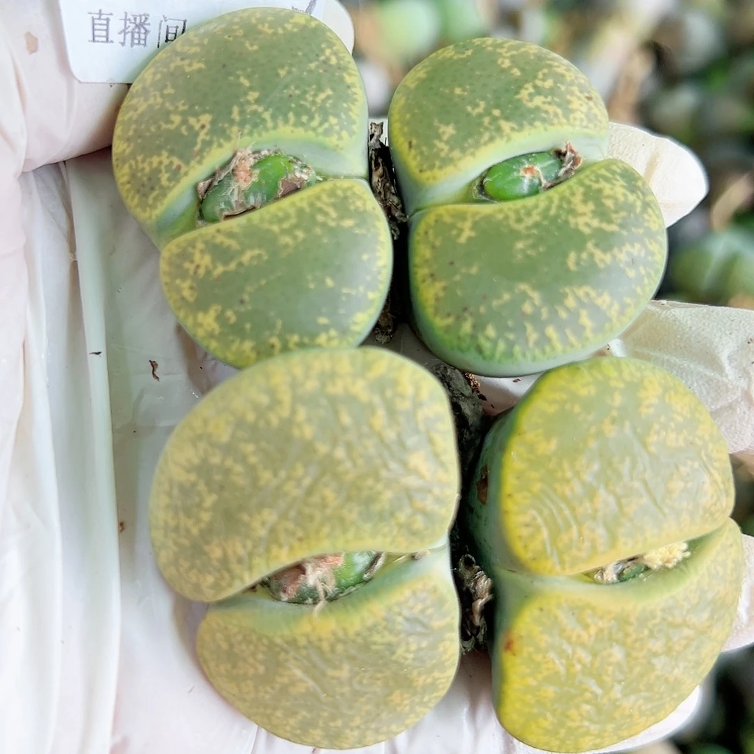 8720 好养易活生石花大母本两颗超大双头