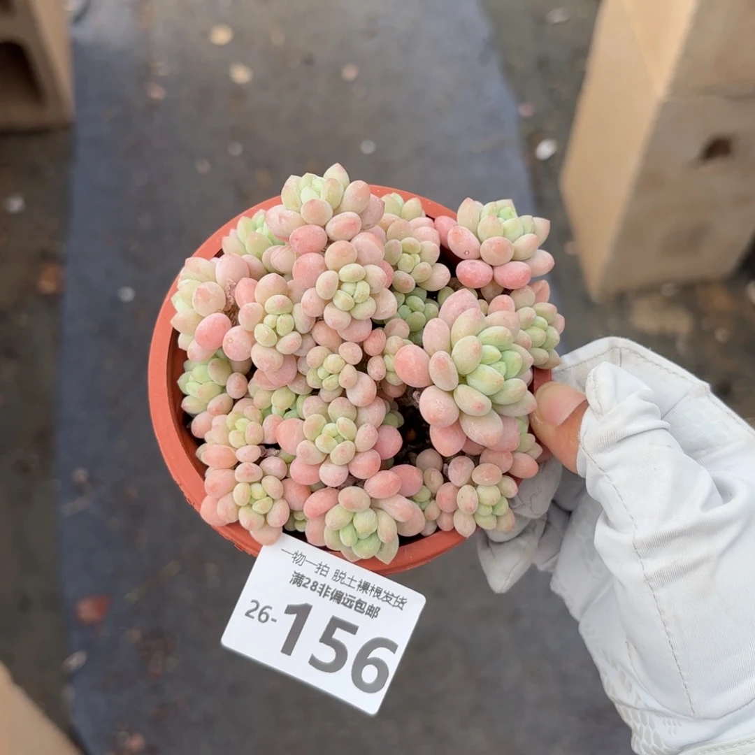 鱼子酱老桩多肉多肉