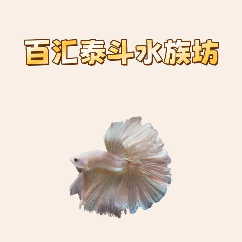 A6（121-144）泰国斗鱼精品小型热带观赏鱼（好养耐活小宠物）