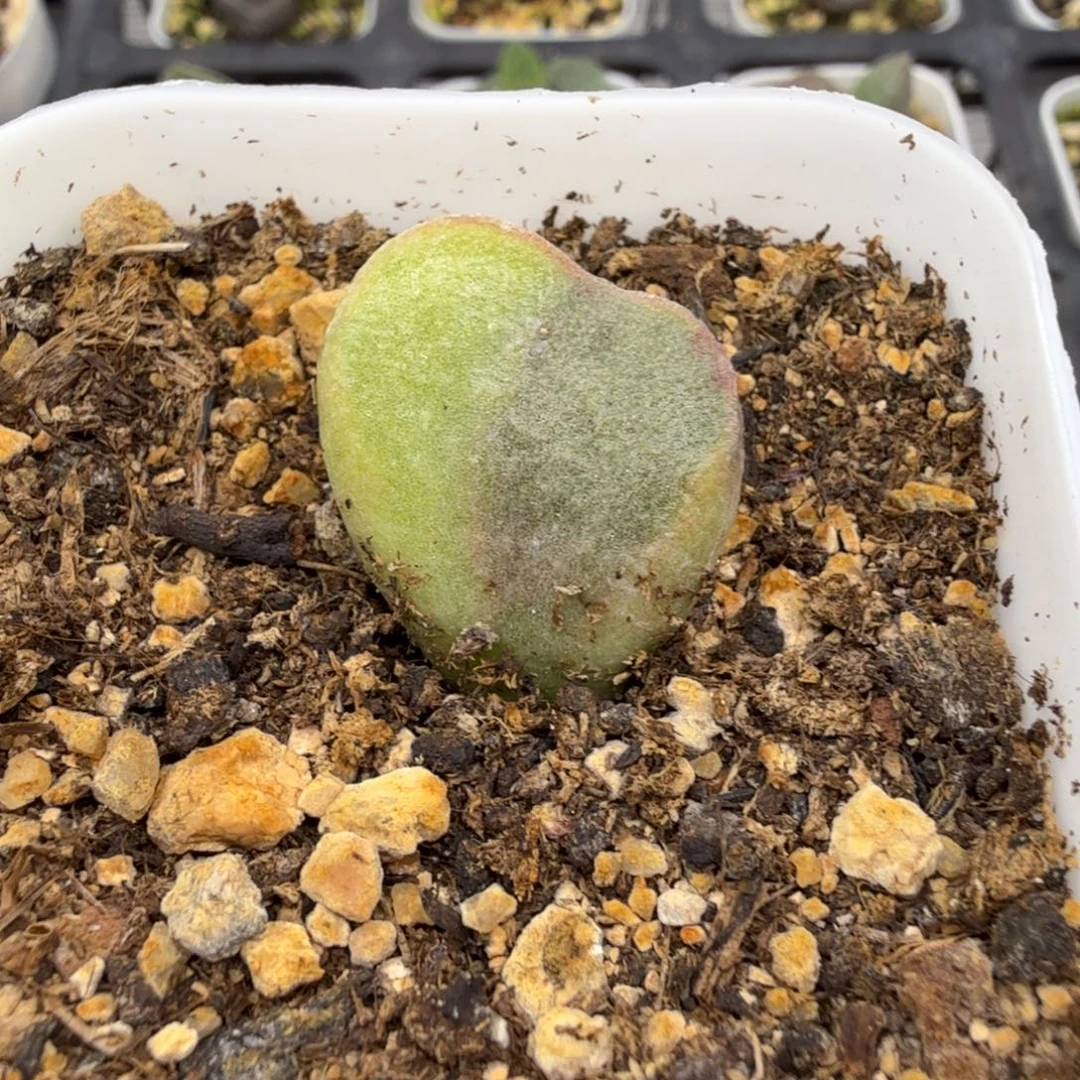 水泡明照多肉王国