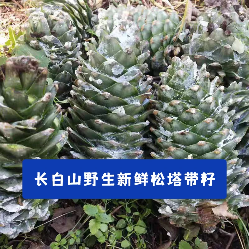 2025年长白山天然红松林-新鲜松塔