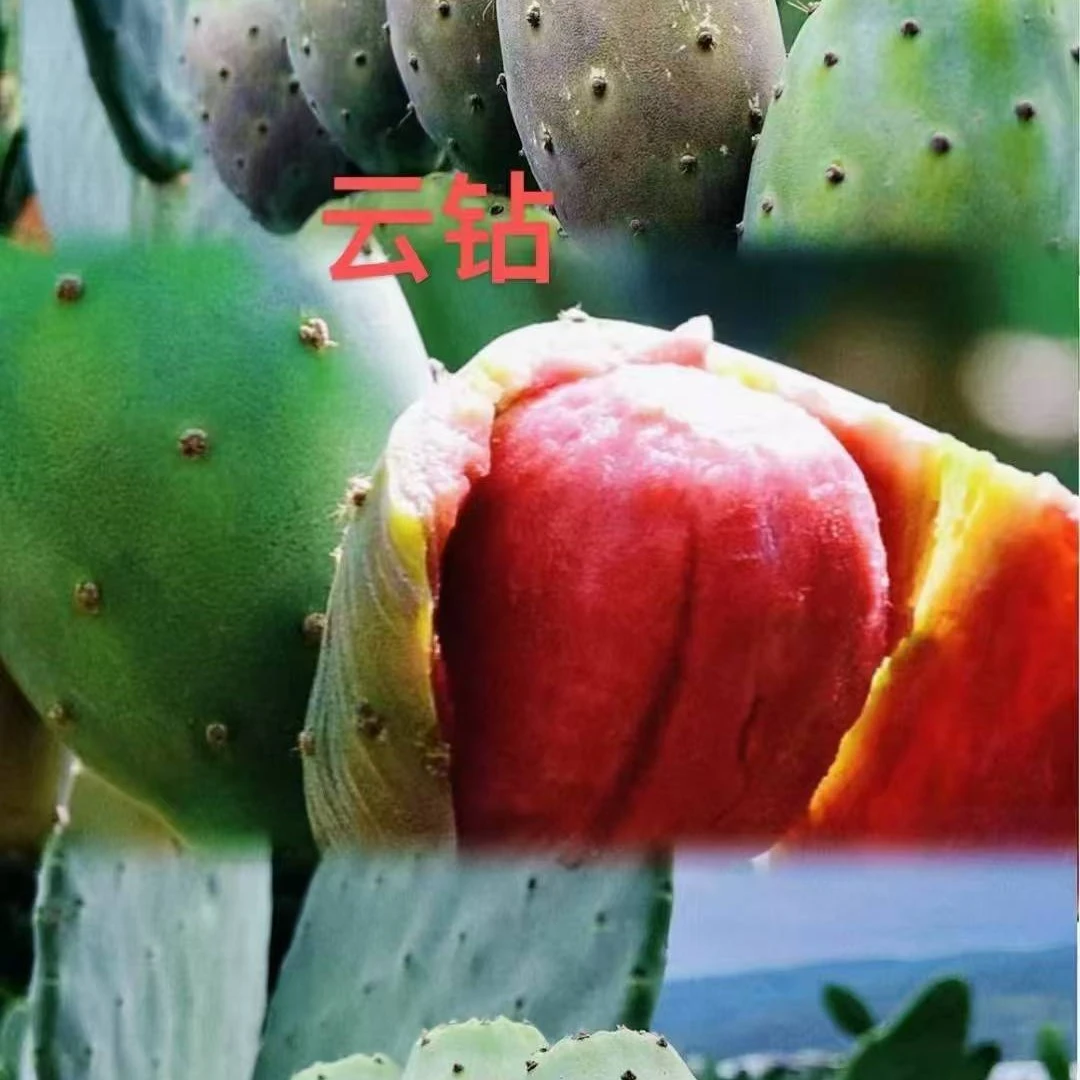 会泽县马路乡食用仙人掌云钻，宝塔，大白果多肉植物