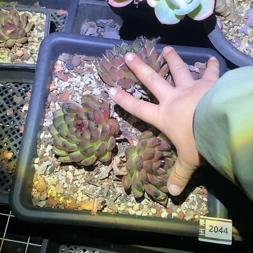 【闪购商品】哈****好黑水晶2044