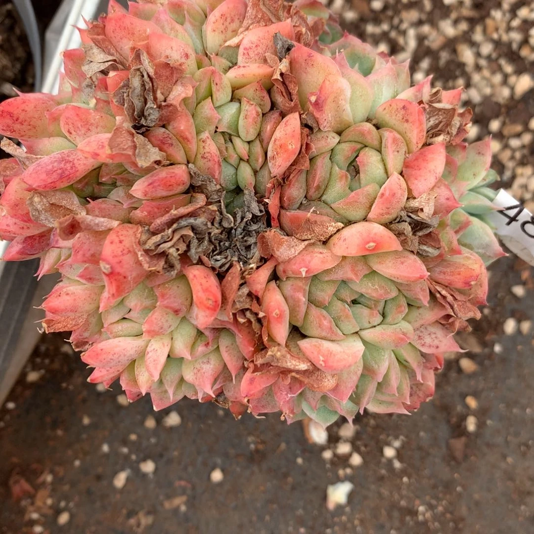 简*4898杂交精品基地11厘米