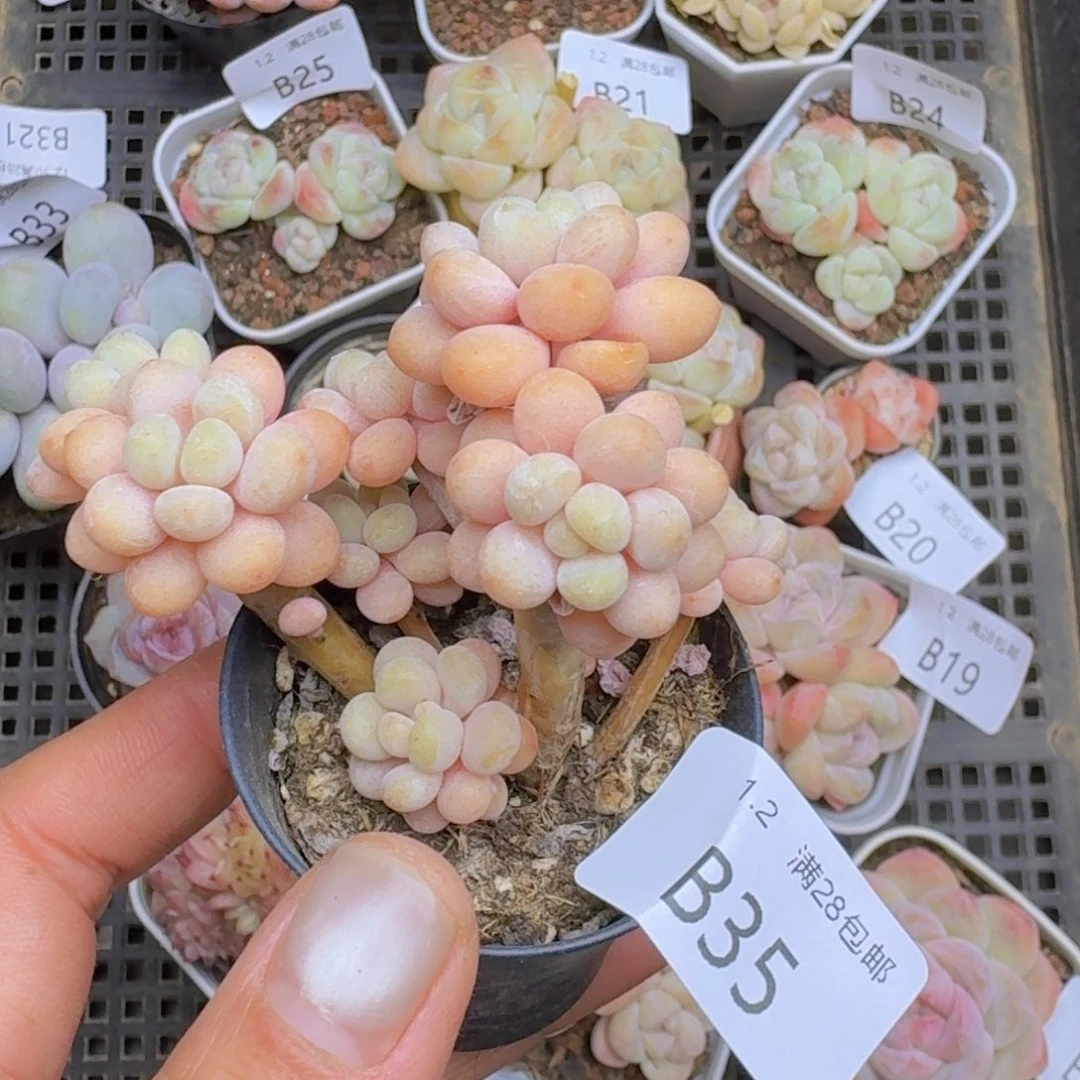 洛可可一颗带盆发货