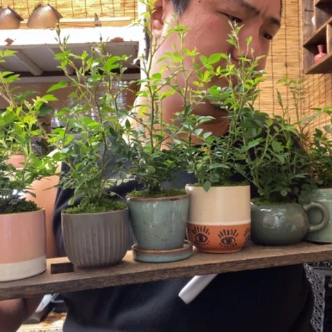 红陶圆托淡粉月季一盆器型随缘带盆发货