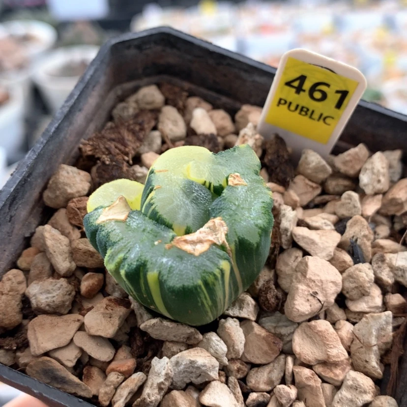 【闪购商品】461大明湖
