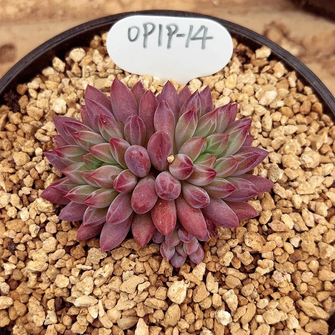 0919-14钻石虞美人