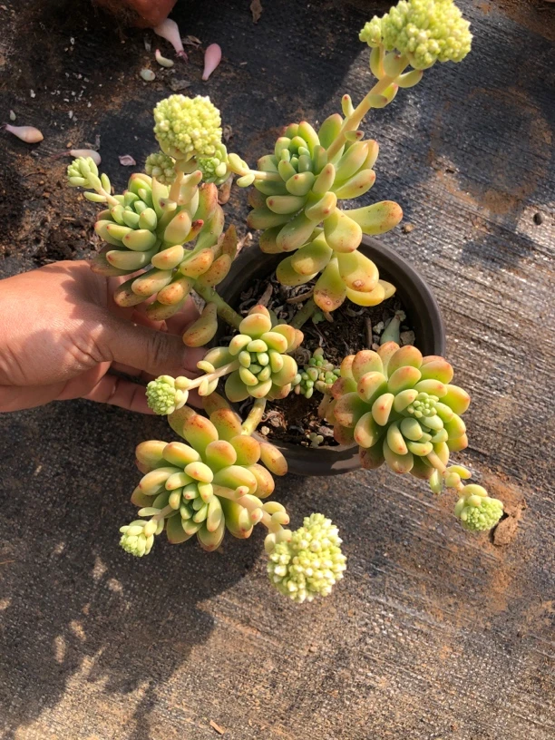 多头香格里拉多肉植物   全场满12.9包邮不满到付