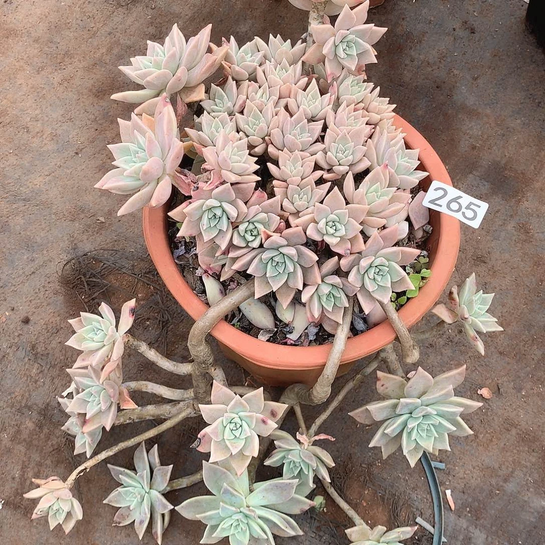 265血色一物一拍多肉