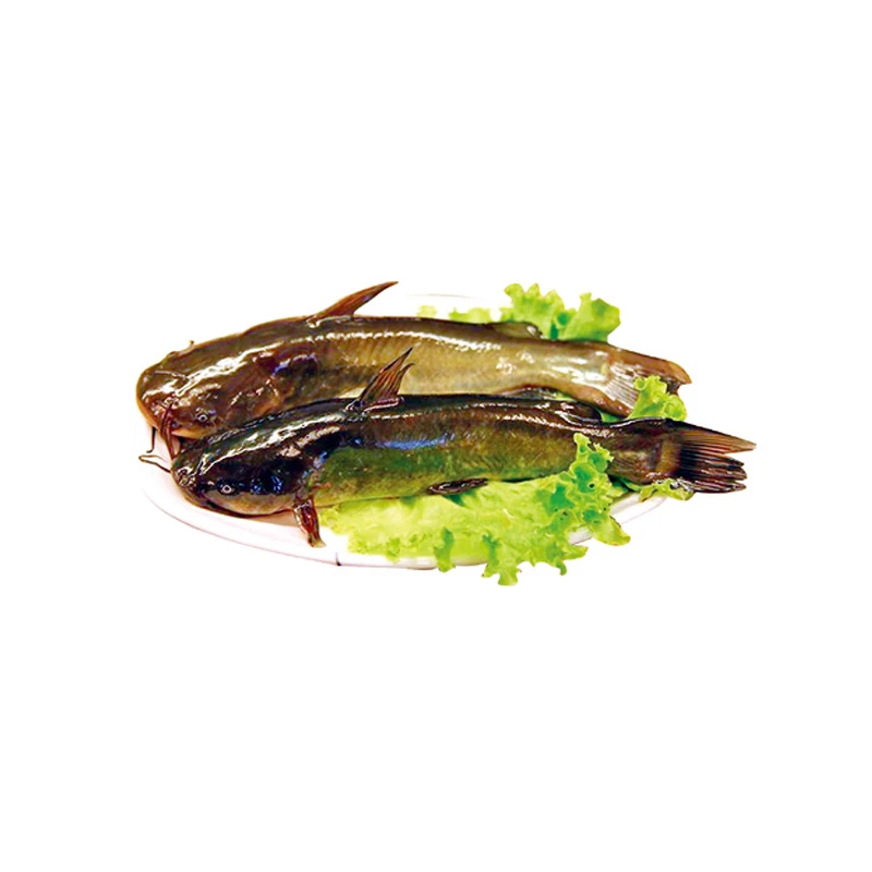 黄腊丁约500g/份