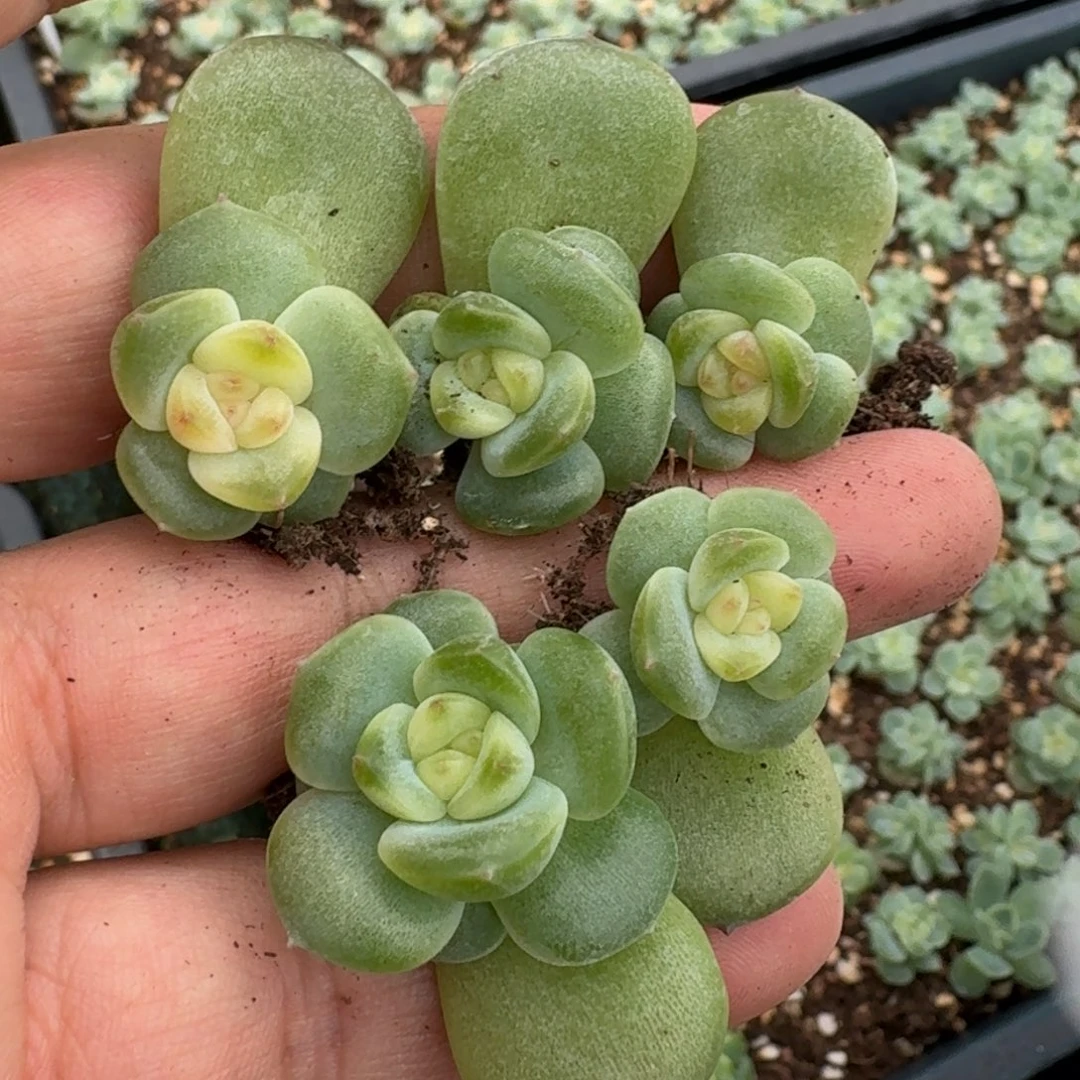 如图麦芽糖无编号叶插单头1颗