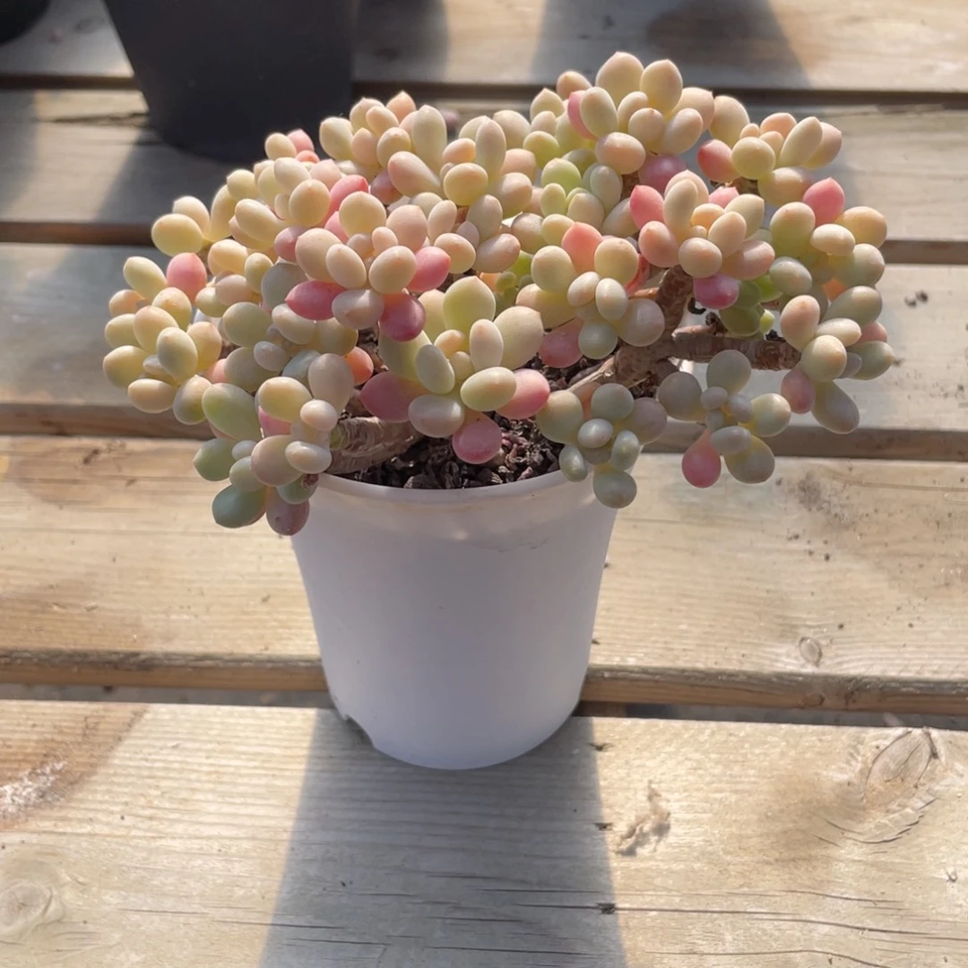 2726  洛可可  六月六