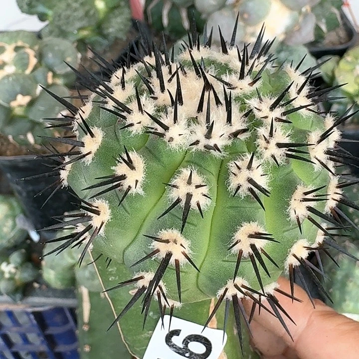 【闪购商品】无花朵产地黑王116