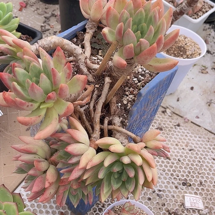 仙贝1751多肉植物
