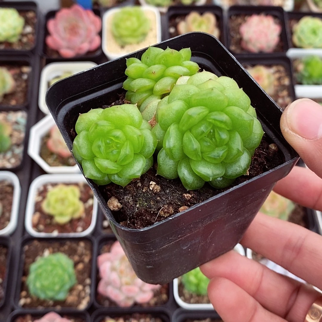 秋冰珍妮6cm不包整群
