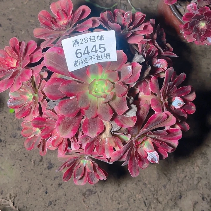 6445美杜莎多肉植物