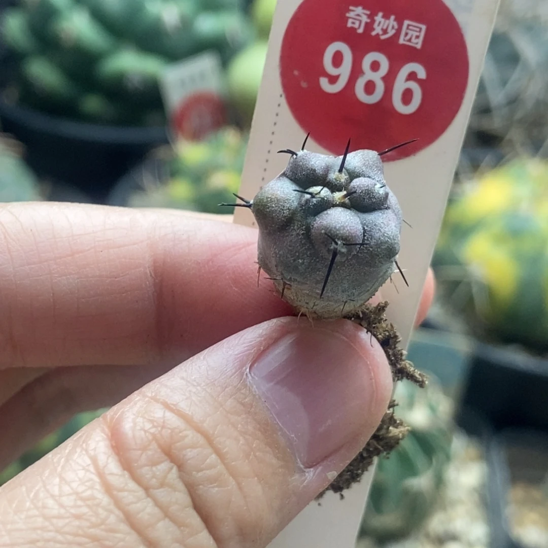 实生上腊黑王丸1.4cm一棵