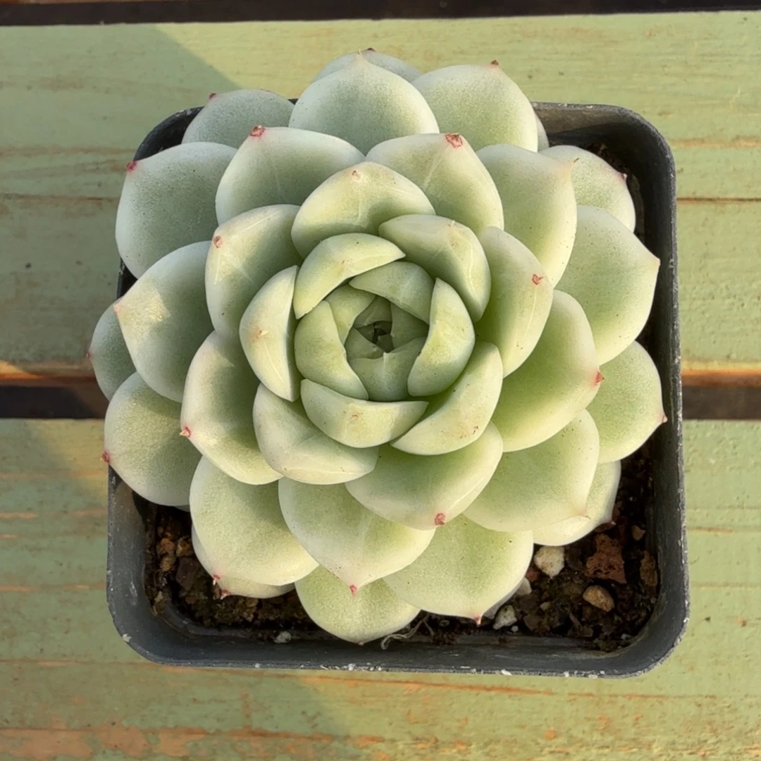 麦秆锦锦上园艺一物一拍