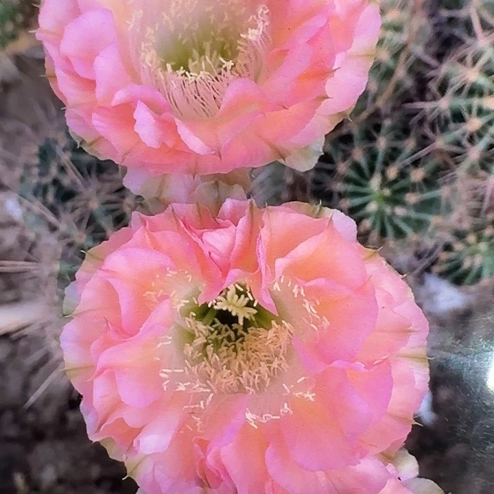 嘟嘟粉侧芽5公分彩草